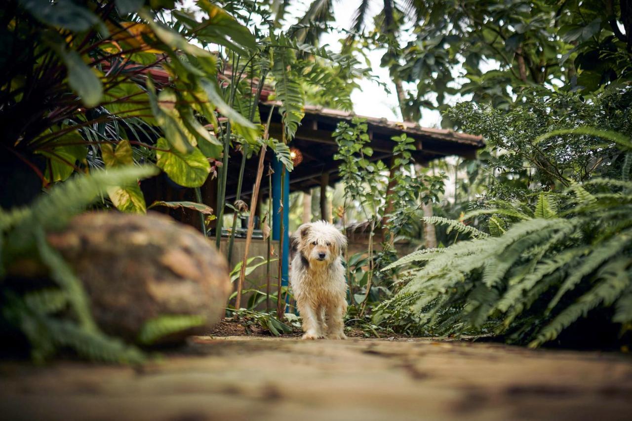 Casa Vana Hiriketiya Dikwella Luaran gambar